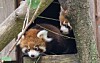 Maru and Marong, the first red panda twins born through a successful breeding program in Korea