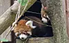 Maru and Marong, the first red panda twins born through a successful breeding program in Korea