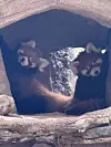 Maru and Marong, the first red panda twins born through a successful breeding program in Korea