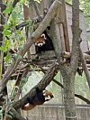 Maru and Marong, the first red panda twins born through a successful breeding program in Korea