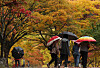 Pedestrians carrying umbrellas stroll beneath autumn foliage in Daegu on Oct. 13.