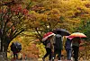 Pedestrians carrying umbrellas stroll beneath autumn foliage in Daegu on Oct. 13.