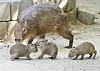 Baby capybara triplets are seen at an enclosure at Everland's zoo in an undated photo.