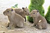 Baby capybara triplets born in Everland is seen in an undated photo.