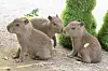 Baby capybara triplets born in Everland is seen in an undated photo.