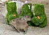 Baby capybara triplets are seen in an enclosure at Everland in an undated photo.