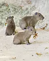 Baby capybara triplets are seen in an undated photo.