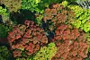 Trees in central Seoul turn shades of red as autumn foliage reaches the city on Oct. 17.
