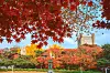 Cherry blossom trees set against the backdrop of Kyung Hee University in eastern Seoul