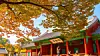 Ginkgo trees set against Myeongnyundang at Sungkyunkwan University