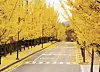 Ginkgo trees line a path on the campus of Jeonbuk National University.