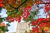 Trees set against the central library of Kyung Hee University in eastern Seoul