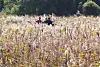 Caption: 가을 만끽 (안산=연합뉴스) 홍기원 기자 = 완연한 가을 날씨를 보인 16일 경기도 안산시 갈대습지공원을 찾은 시민들이 누렇게 물들어가는 갈대를 보며 가을 정취를 만끽하고 있다. 2026.10.16 xanadu@yna.co.kr/2026-10-16 12:29:08/