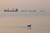 A bird flies low over the water as cargo ships lie at anchor in the Strait of Hormuz off Bandar Abbas, Iran, early Saturday, Oct. 24, 2026. (Amirhosein Khorgooi/ISNA via AP) ISRAEL OUT; NO ACCESS ISRAEL MEDIA/PERSIAN LANGUAGE TV STATIONS OUTSIDE IRAN/STRICTLY NO ACCESS BBC PERSIAN/VOA PERSIAN/MANOTO TV/IRAN INTERNATIONAL TV/2026-10-24 18:31:37/