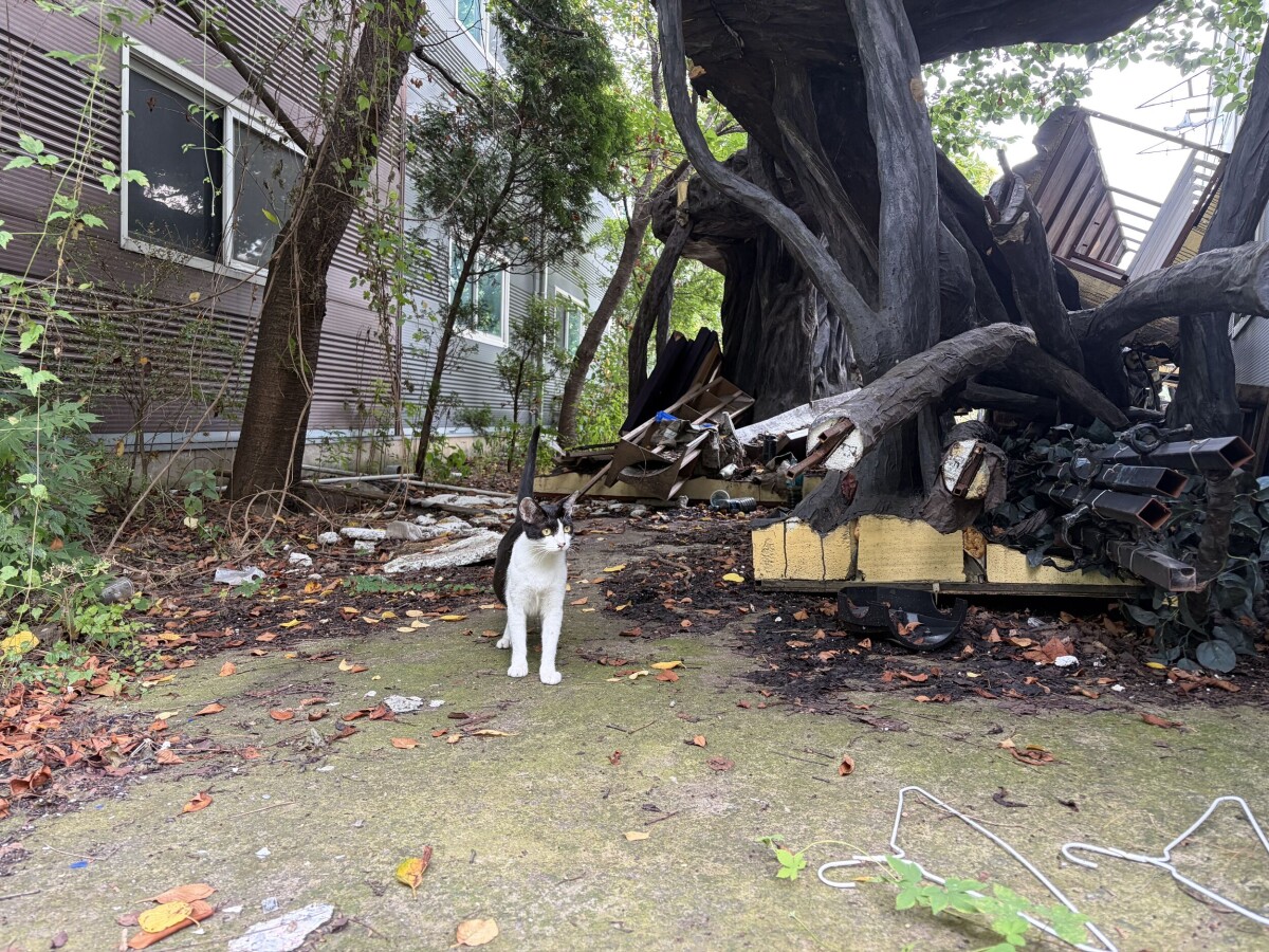 Stray cats face death as South Korea redevelopment destroys their